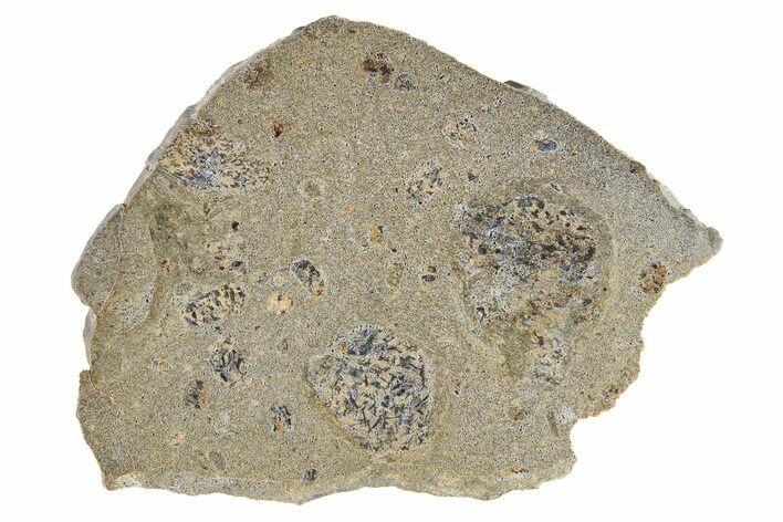 Eucrite Meteorite Slice ( g) - Jikharra #296021